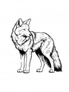 Coyote Looking Back Coloring Page