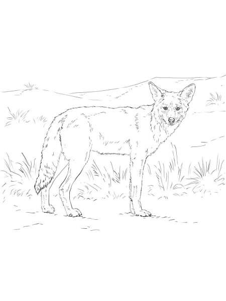 Coyote coloring pages