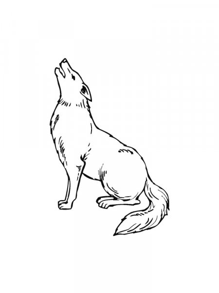 Coyote coloring pages