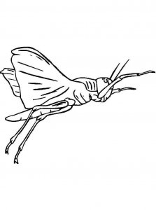 Cricket Insect coloring page - picture 1