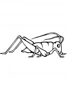 Cricket Insect coloring page - picture 11