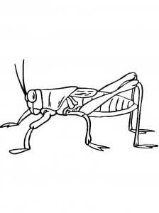 Cricket Insect coloring page - picture 2