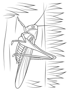 Cricket Insect coloring page - picture 4