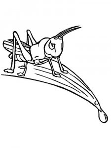 Cricket Insect coloring page - picture 5