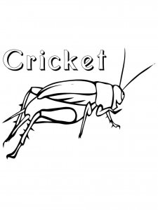 Cricket Insect coloring page - picture 8
