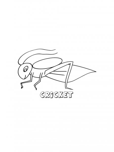 Cricket Insect coloring pages