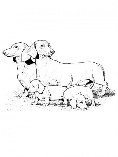 Dachshund coloring pages