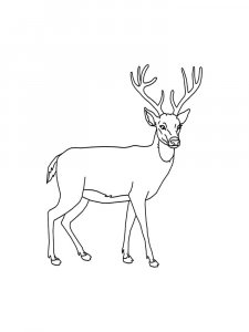 Deer coloring page - picture 21