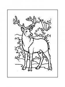 Deer coloring page - picture 22