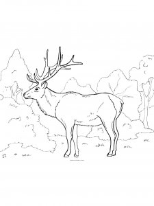 Deer coloring page - picture 24