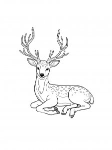 Deer coloring page - picture 38