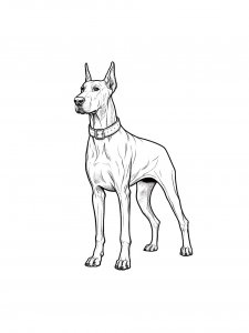 Angry Doberman Coloring Page