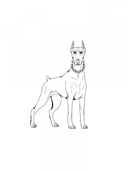 Doberman Coloring Pages