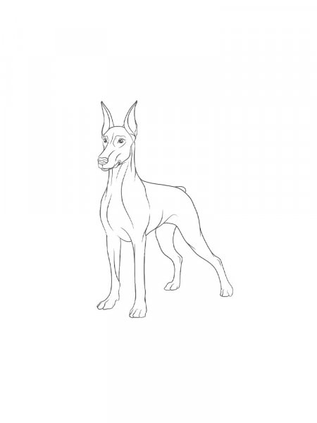 Doberman Coloring Pages