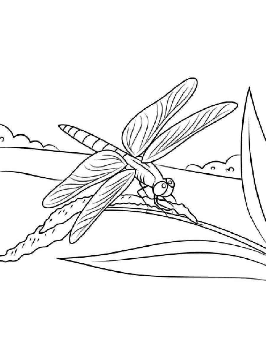 Dragonfly Printable Coloring Pages Free Sketch Coloring Page