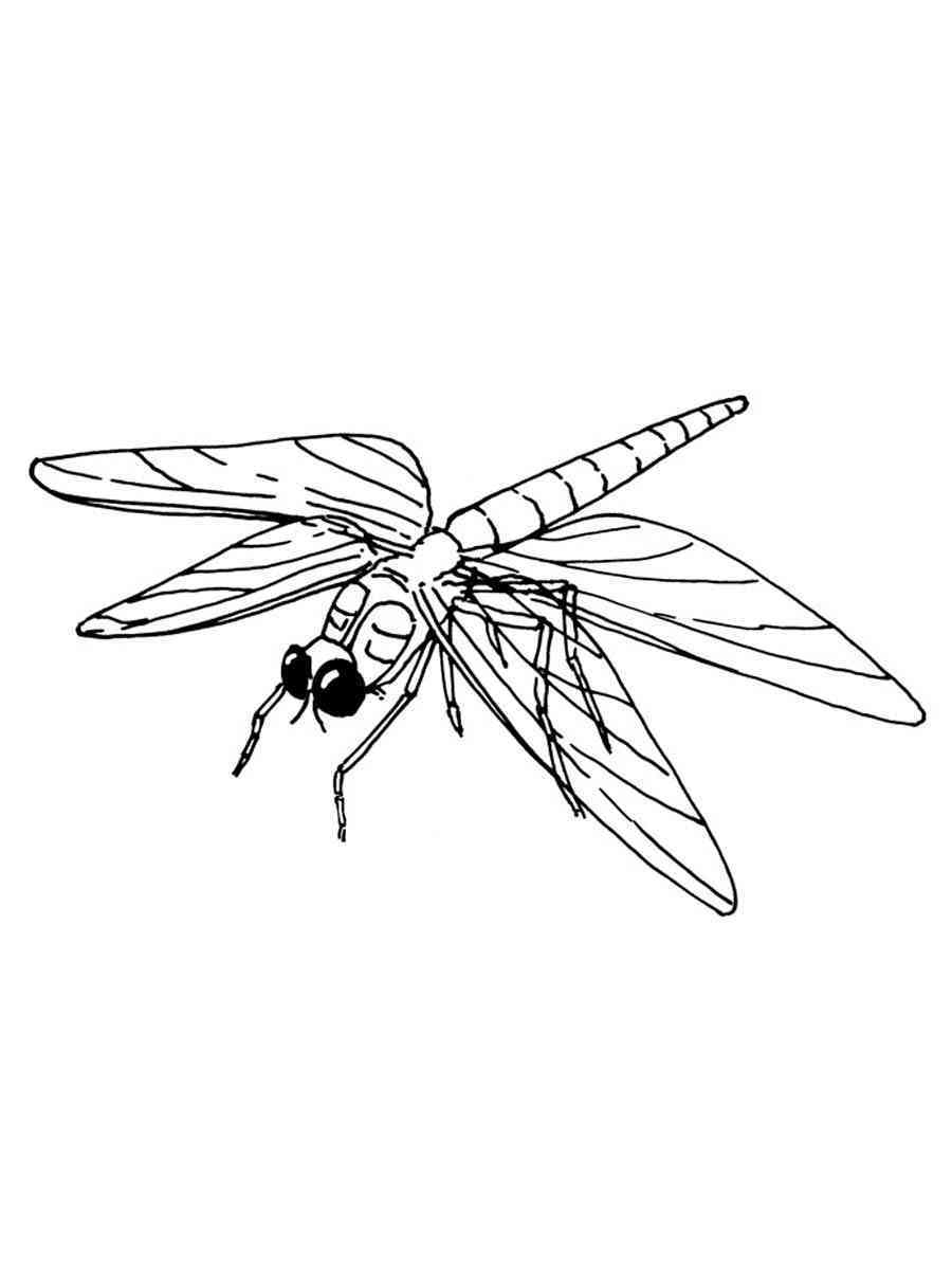 Free Pdf Dragon Fly Coloring Pages : Butterfly & Dragonfly Doodles