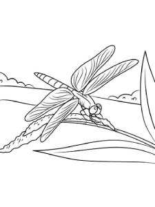 Dragonfly coloring page - picture 12