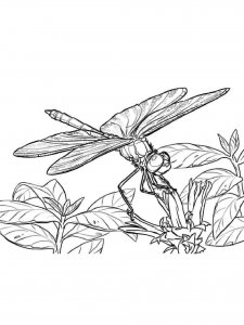 Dragonfly coloring page - picture 19