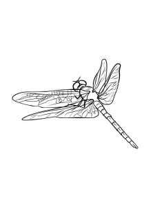 Dragonfly coloring page - picture 2