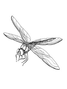 Dragonfly coloring page - picture 20