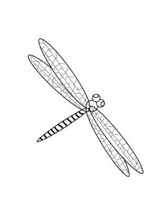 Dragonfly coloring page - picture 29
