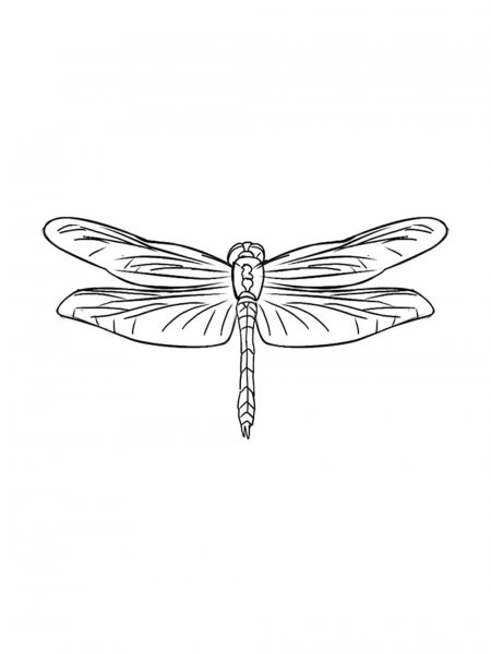 Dragonfly coloring pages