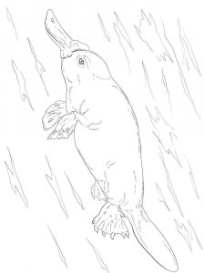 Duckbill coloring page - picture 12