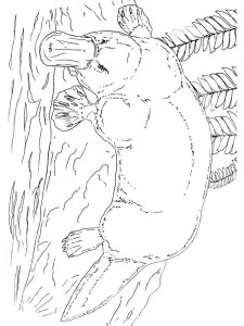 Duckbill coloring page - picture 13