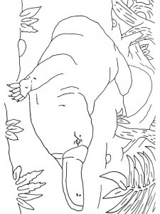Duckbill coloring page - picture 15