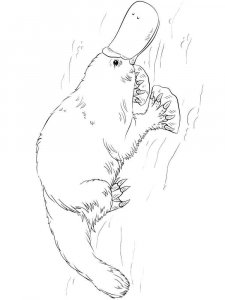 Duckbill coloring page - picture 9