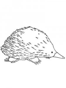 Echidna coloring page - picture 1