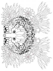 Echidna coloring page - picture 11