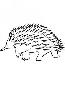 Echidna coloring page - picture 12