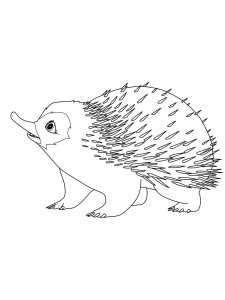 Echidna coloring page - picture 13