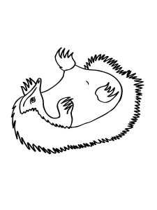 Echidna coloring page - picture 14