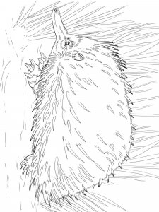 Echidna coloring page - picture 16