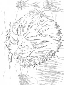 Echidna coloring page - picture 17