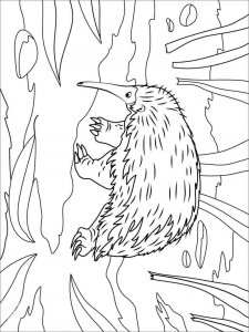 Echidna coloring page - picture 18