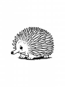 Common Echidna Coloring Page