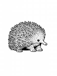 Cute Echidna Coloring Page