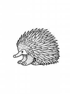 Sitting Echidna Coloring Page