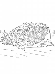 Echidna coloring page - picture 5