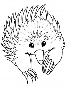 Echidna coloring page - picture 6