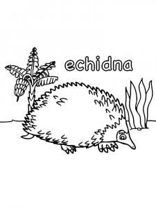 Echidna coloring page - picture 7
