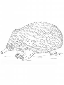 Echidna coloring page - picture 8