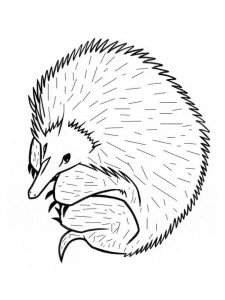 Echidna coloring page - picture 9