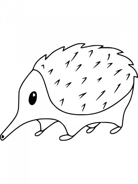 Echidna coloring pages