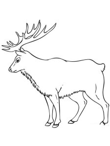 Elk coloring page - picture 1