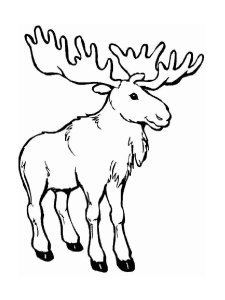 Elk coloring page - picture 10