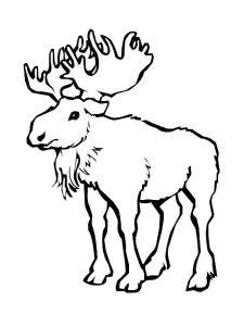 Elk coloring page - picture 11